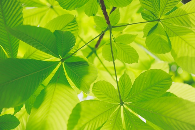 Licht groene bladeren